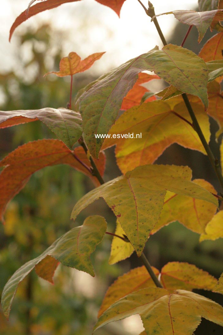 Liquidambar formosana monticola