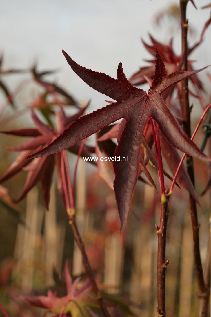 Liquidambar styraciflua 'Stared'