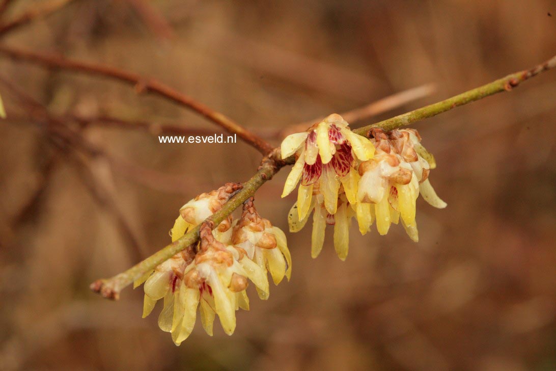 Chimonanthus praecox