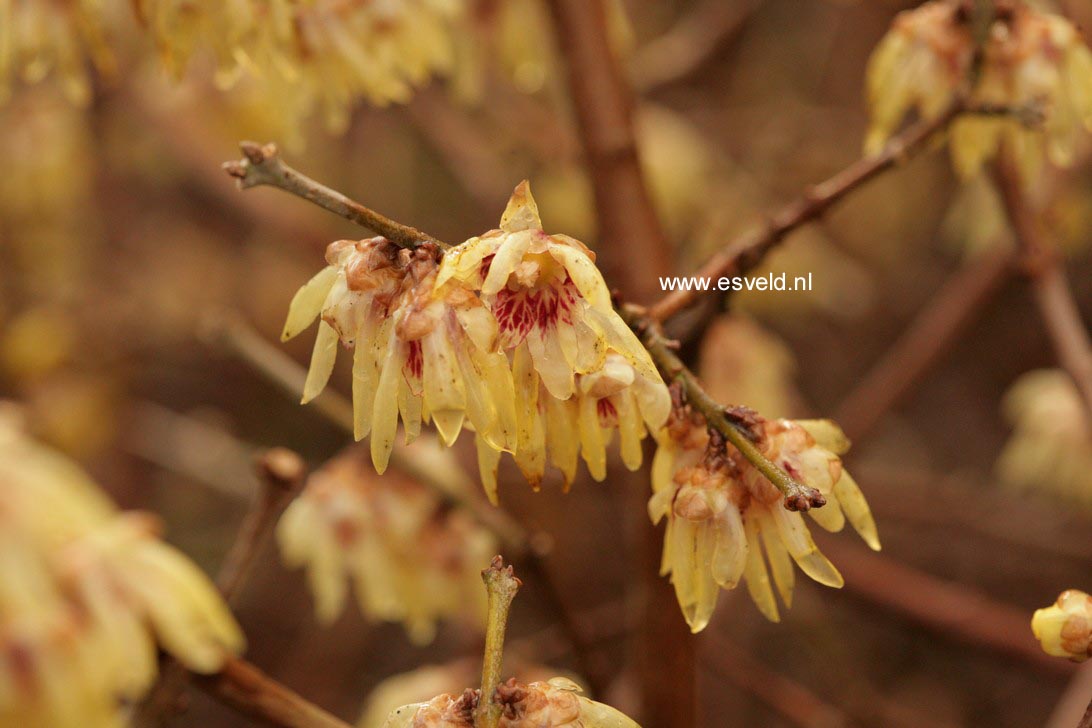 Chimonanthus praecox