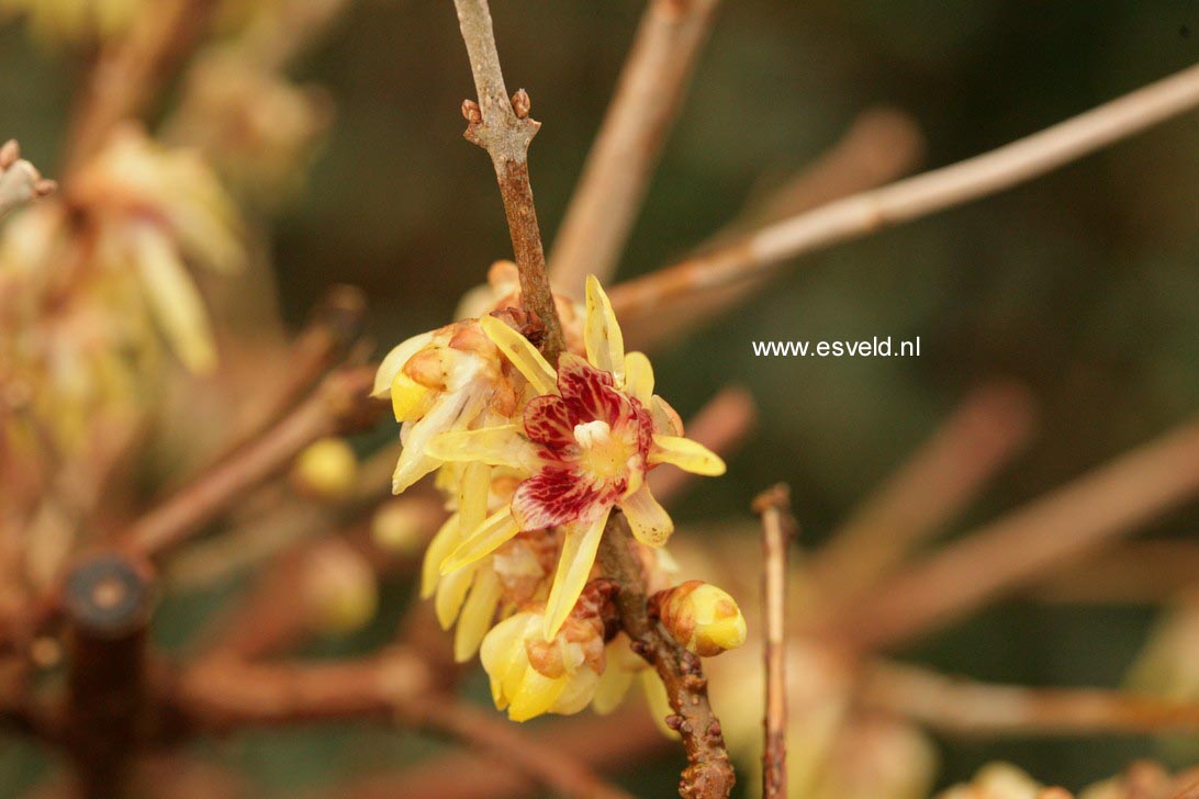 Chimonanthus praecox