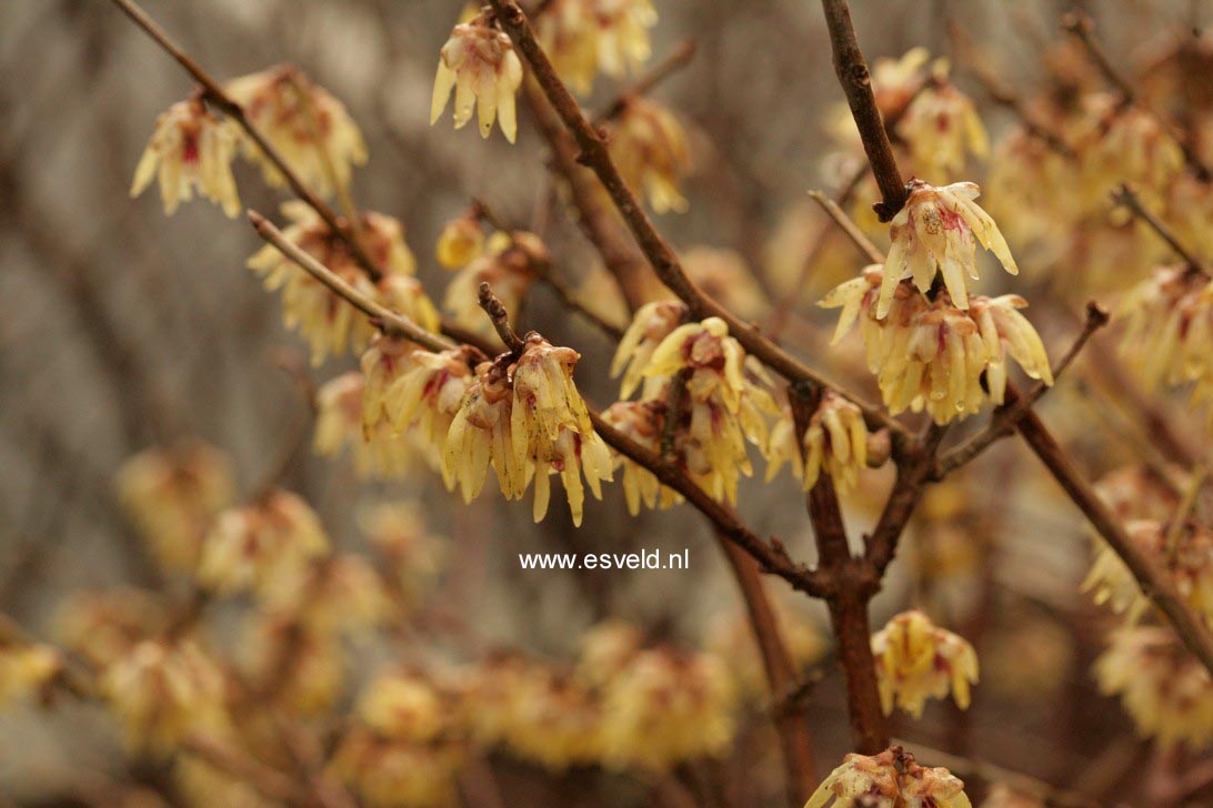 Chimonanthus praecox