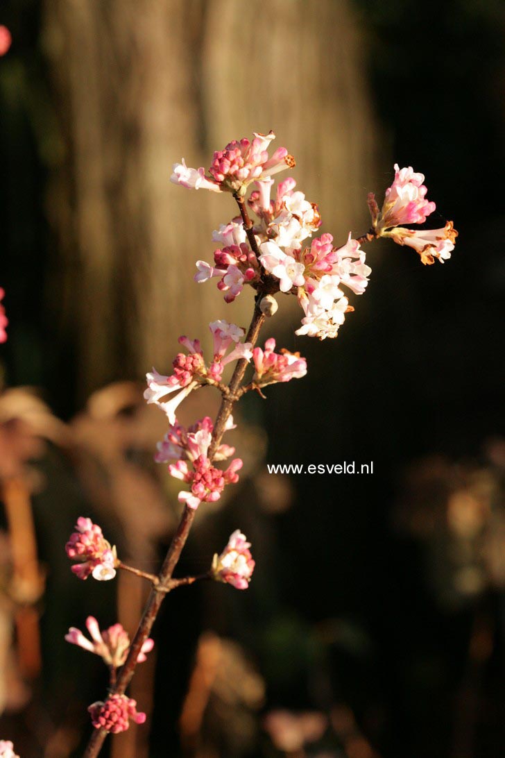 Viburnum bodnantense 'Dawn'