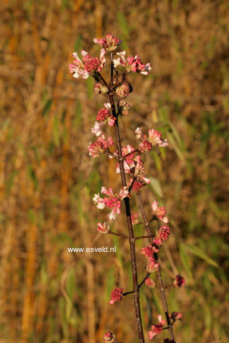 Viburnum bodnantense 'Dawn'