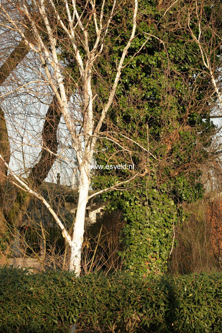 Betula utilis 'Doorenbos'