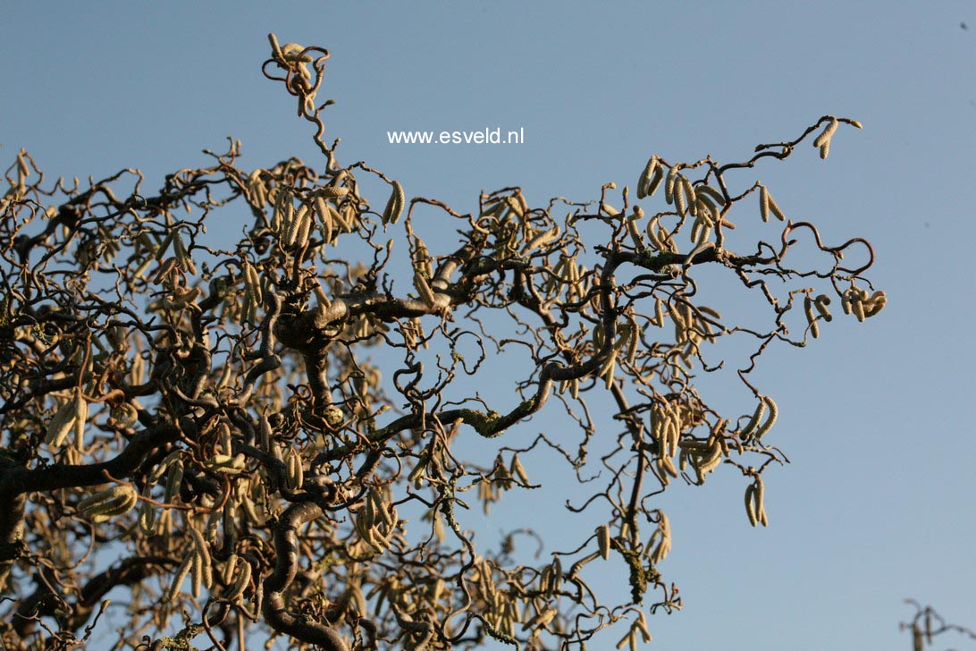 Corylus avellana 'Contorta'