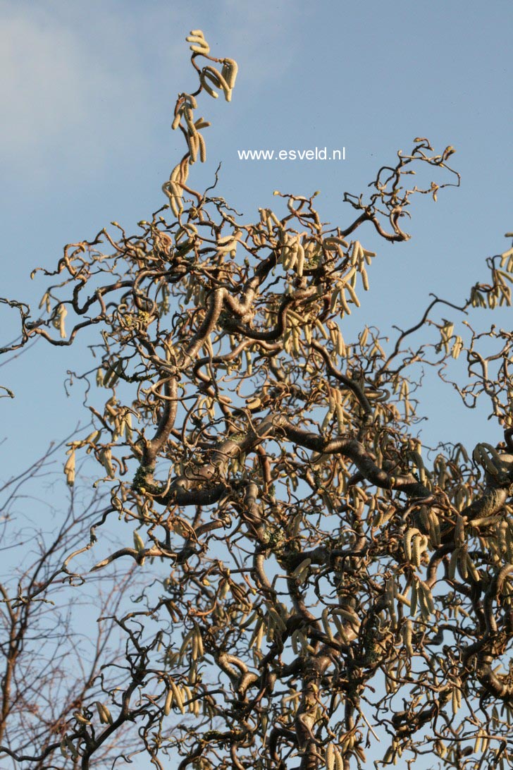 Corylus avellana 'Contorta'