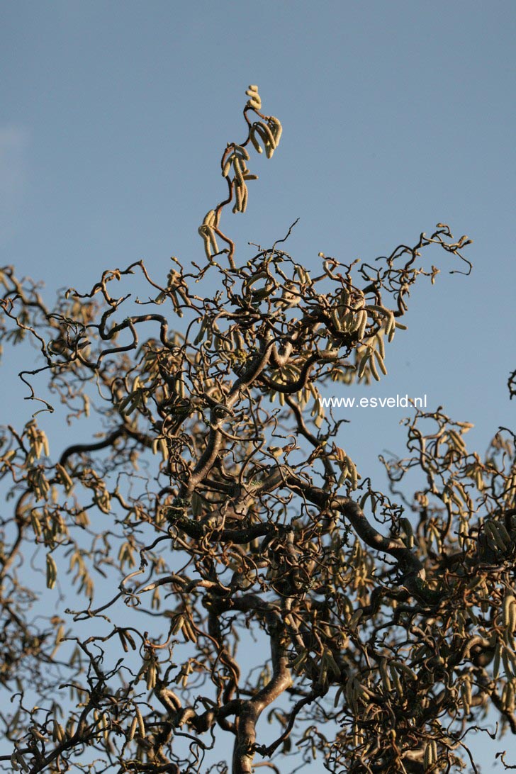 Corylus avellana 'Contorta'