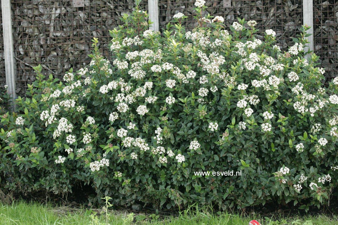 Viburnum tinus