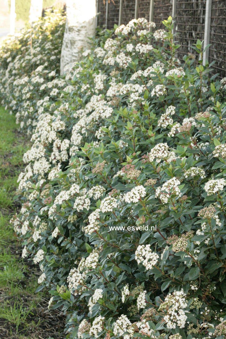 Viburnum tinus