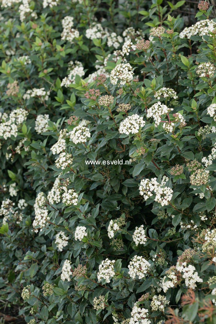 Viburnum tinus