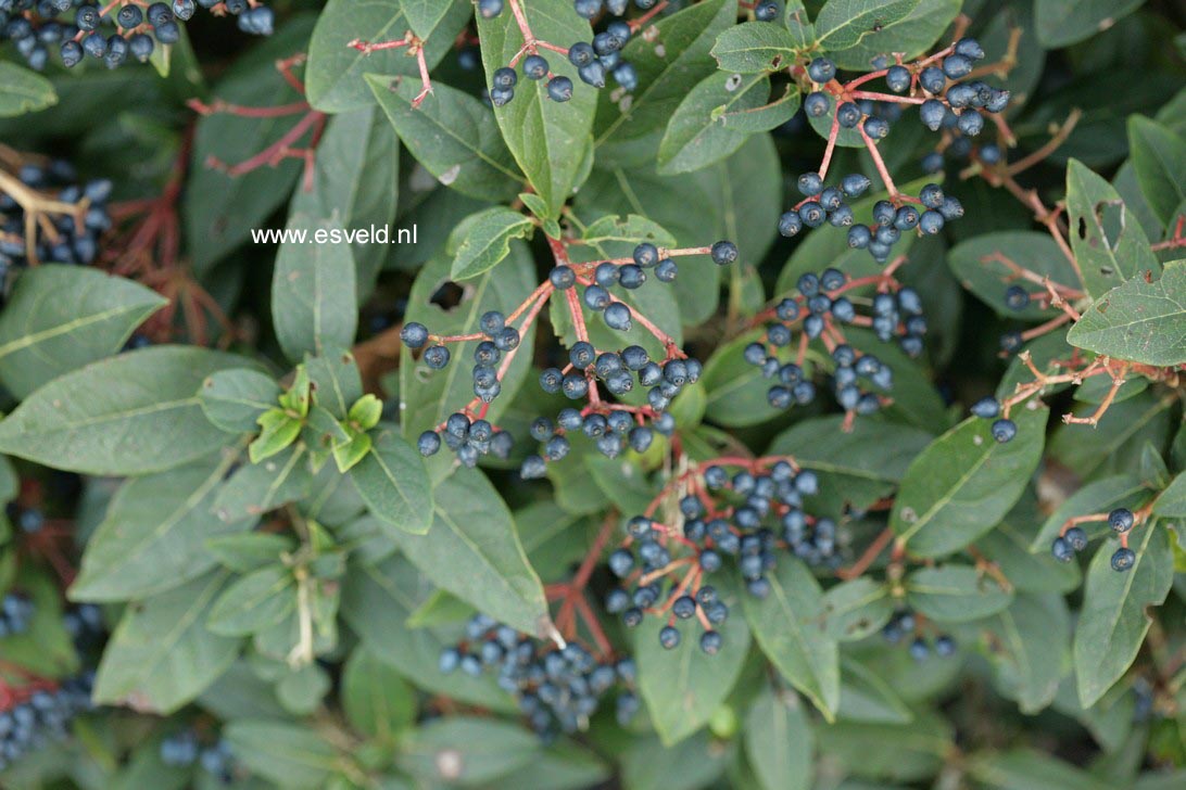 Viburnum tinus