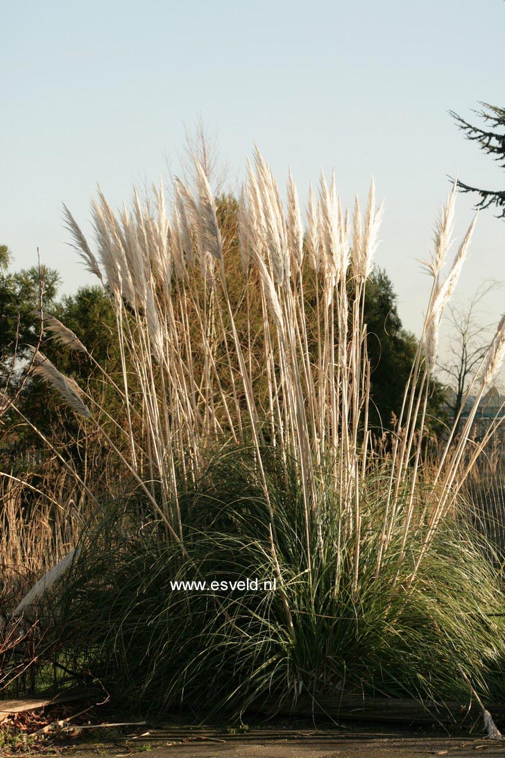 Cortaderia selloana