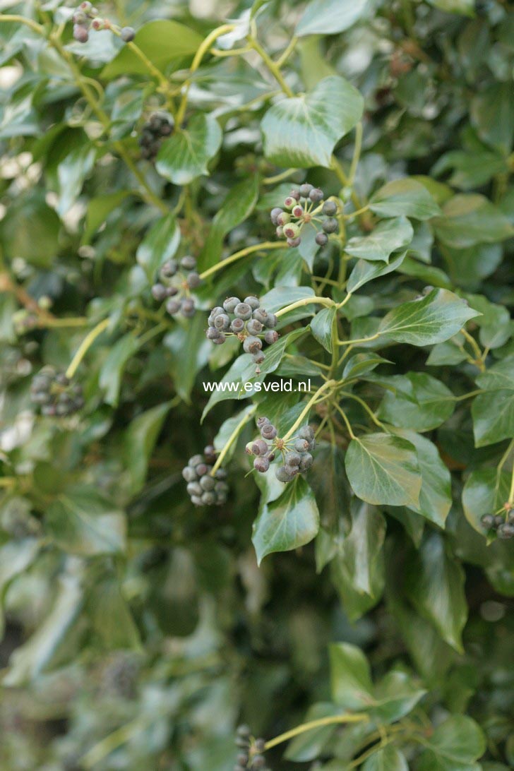 Hedera helix Arborescent Group