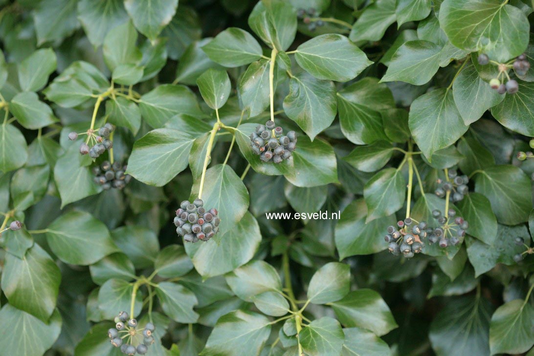 Hedera helix Arborescent Group