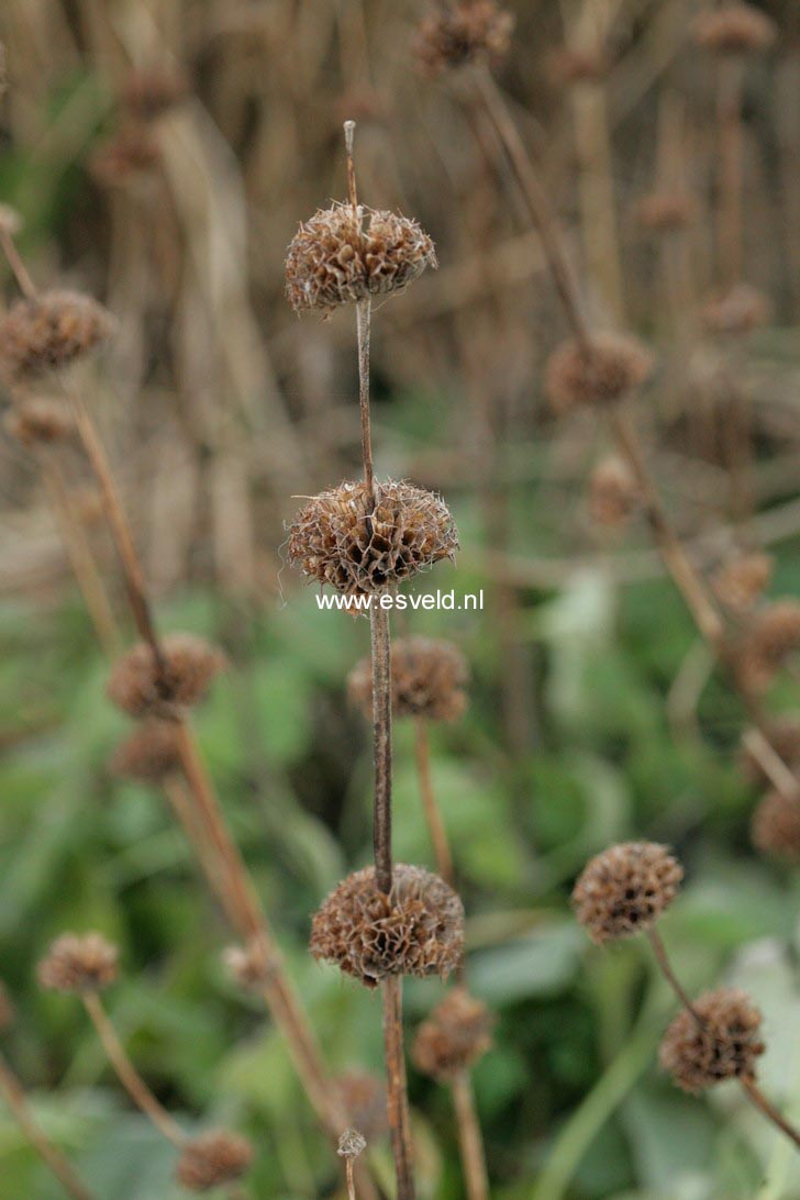 Phlomis fruticosa