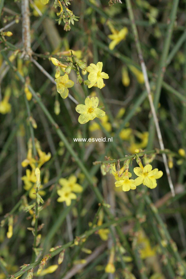 Jasminum nudiflorum