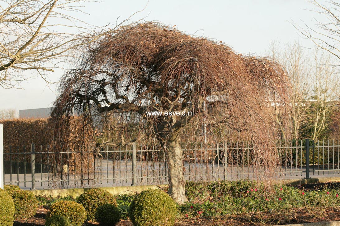 Fagus sylvatica 'Tortuosa'