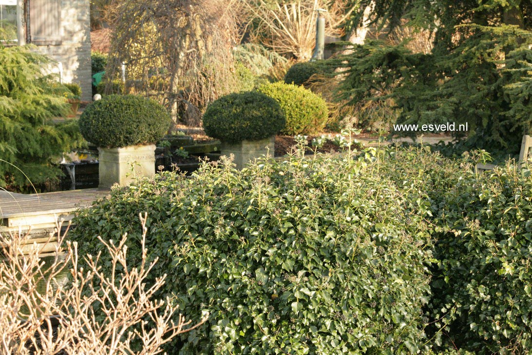 Hedera helix Arborescent Group