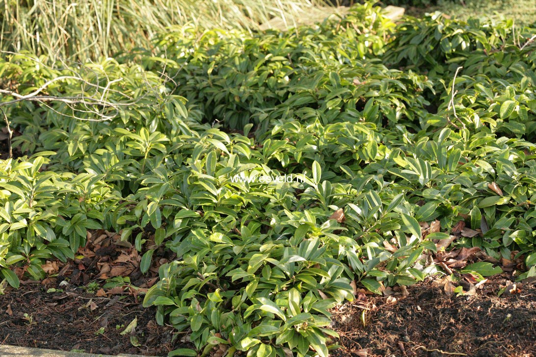 Prunus laurocerasus 'Mount Vernon'