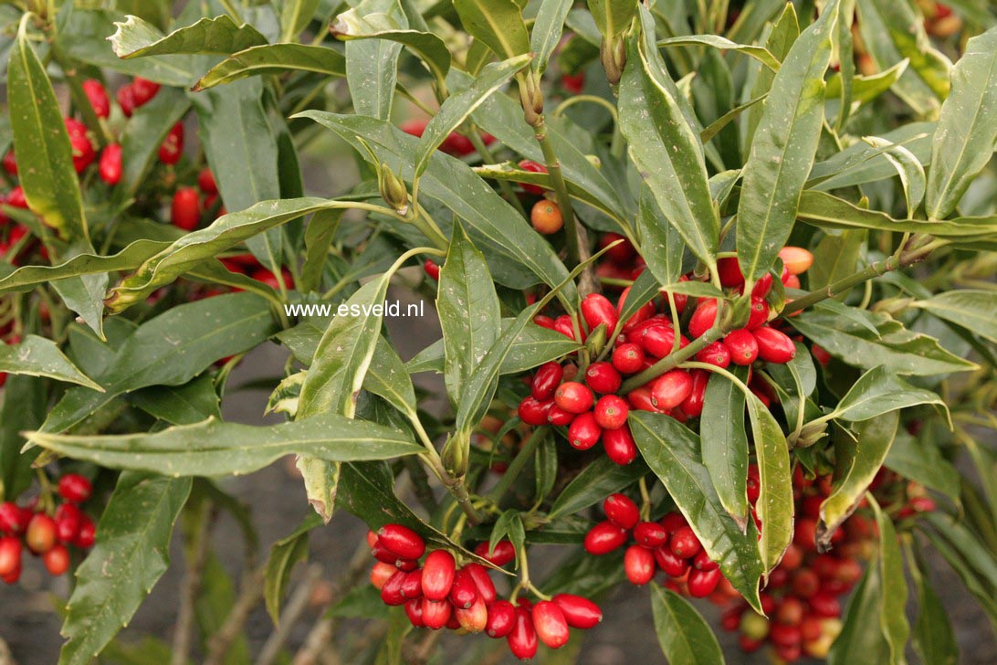 Aucuba japonica 'Salicifolia'