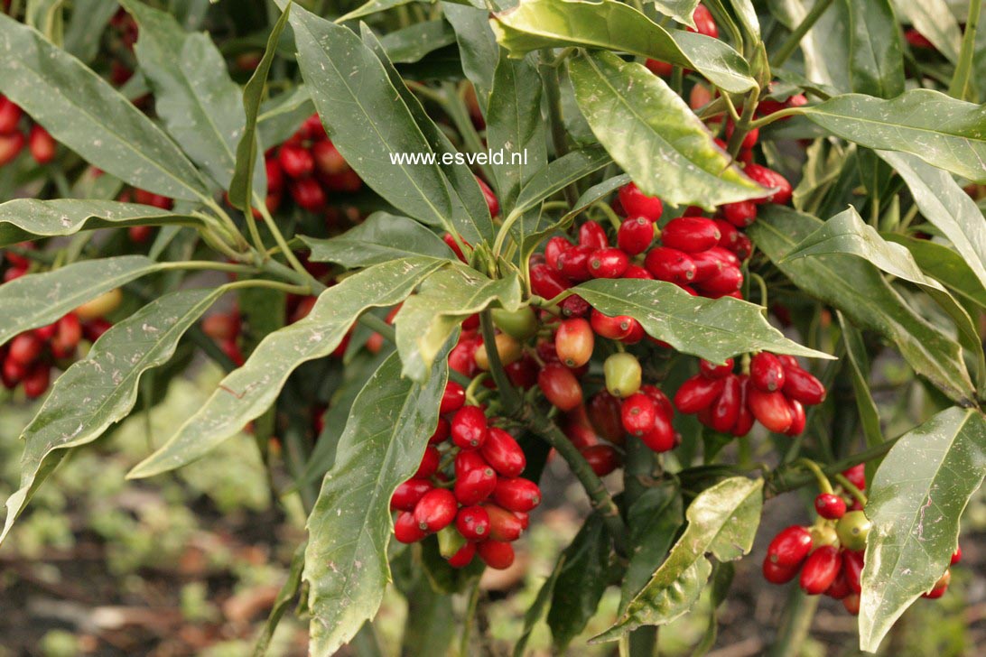 Aucuba japonica 'Salicifolia'