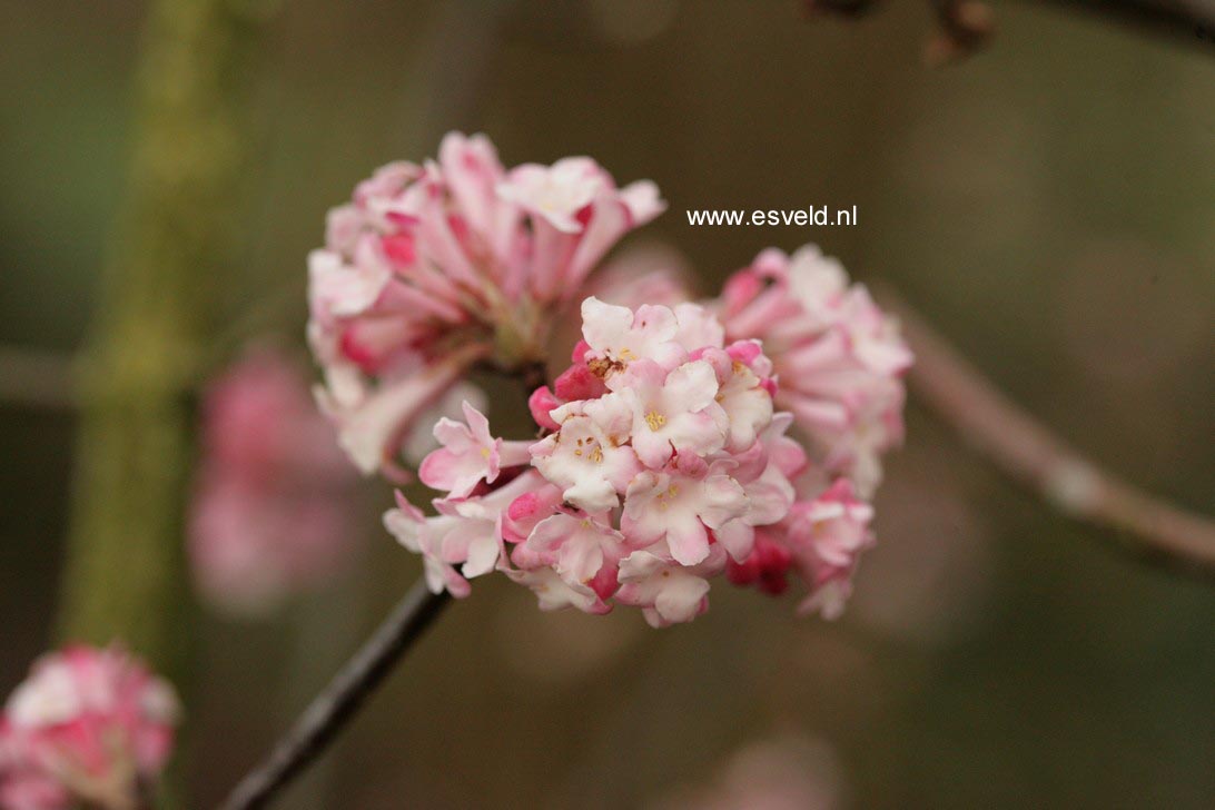 Viburnum bodnantense 'Charles Lamont'