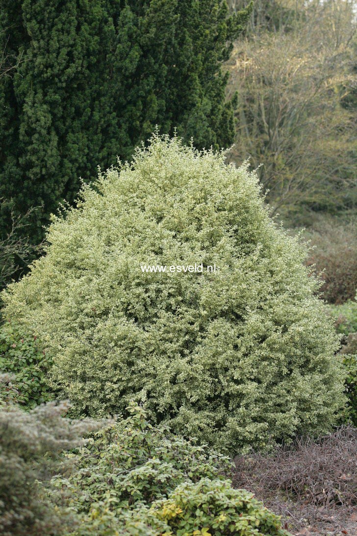 Buxus sempervirens 'Elegantissima'