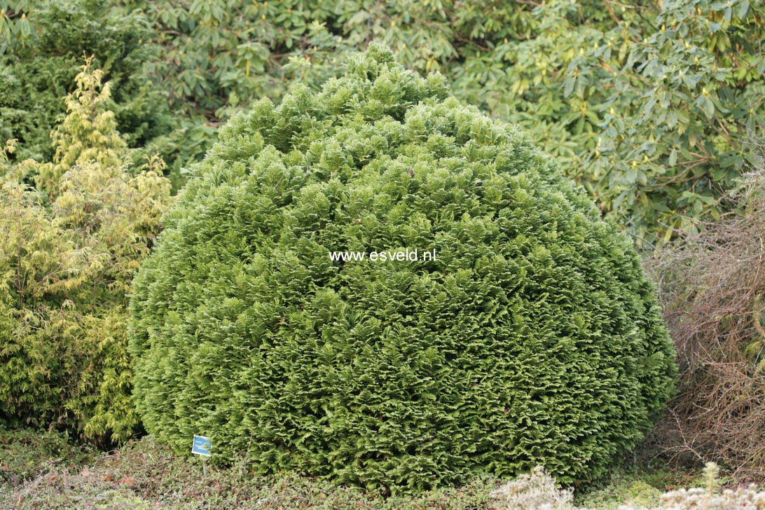 Chamaecyparis lawsoniana 'Minima Glauca'