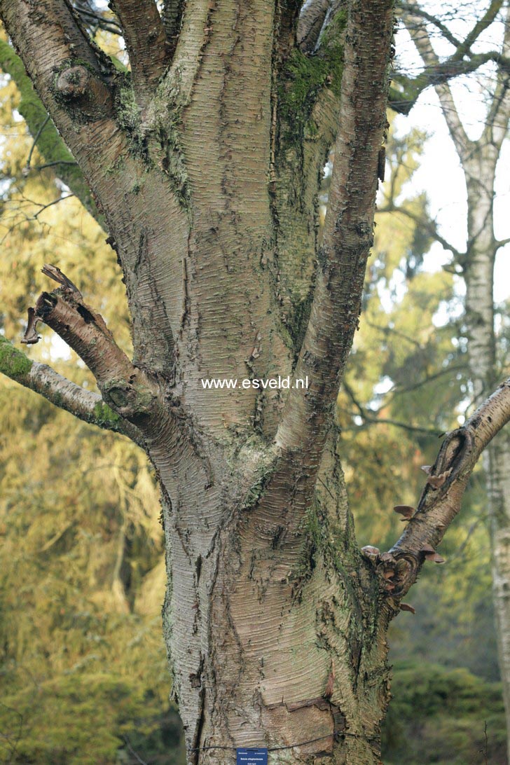 Betula alleghaniensis