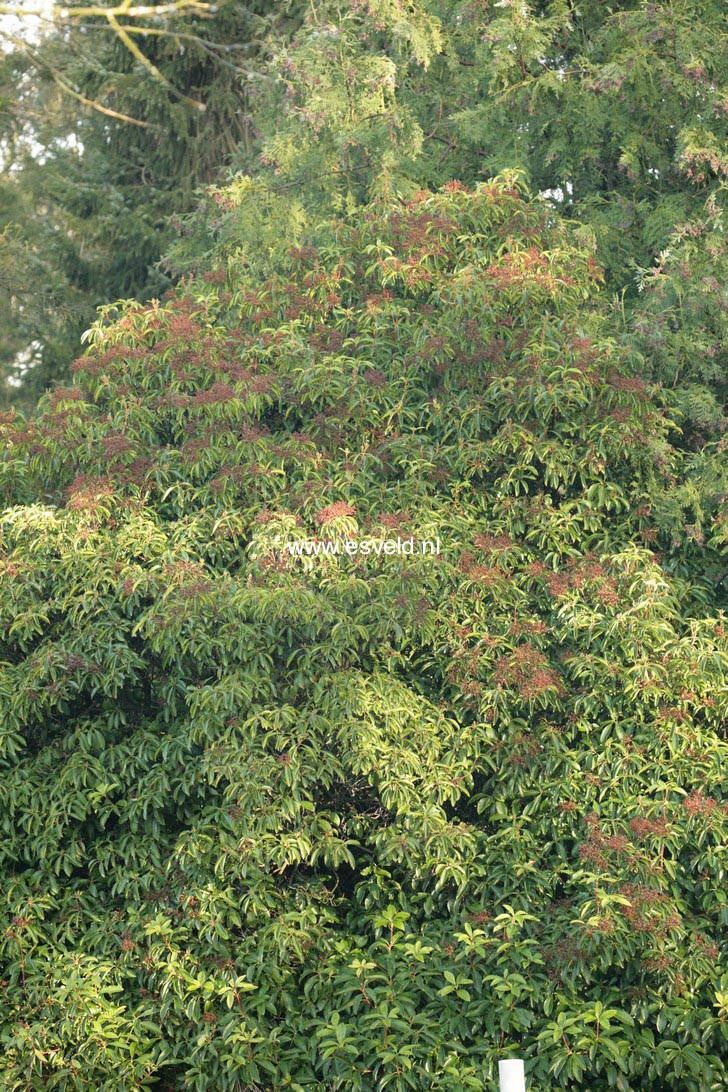 Kalmia latifolia