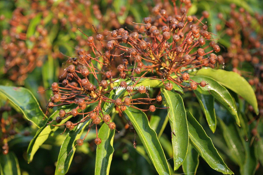 Kalmia latifolia