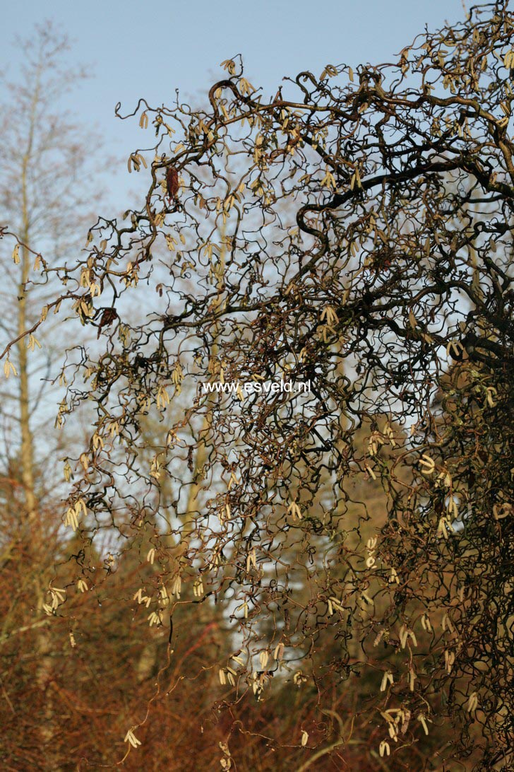 Corylus avellana 'Contorta'