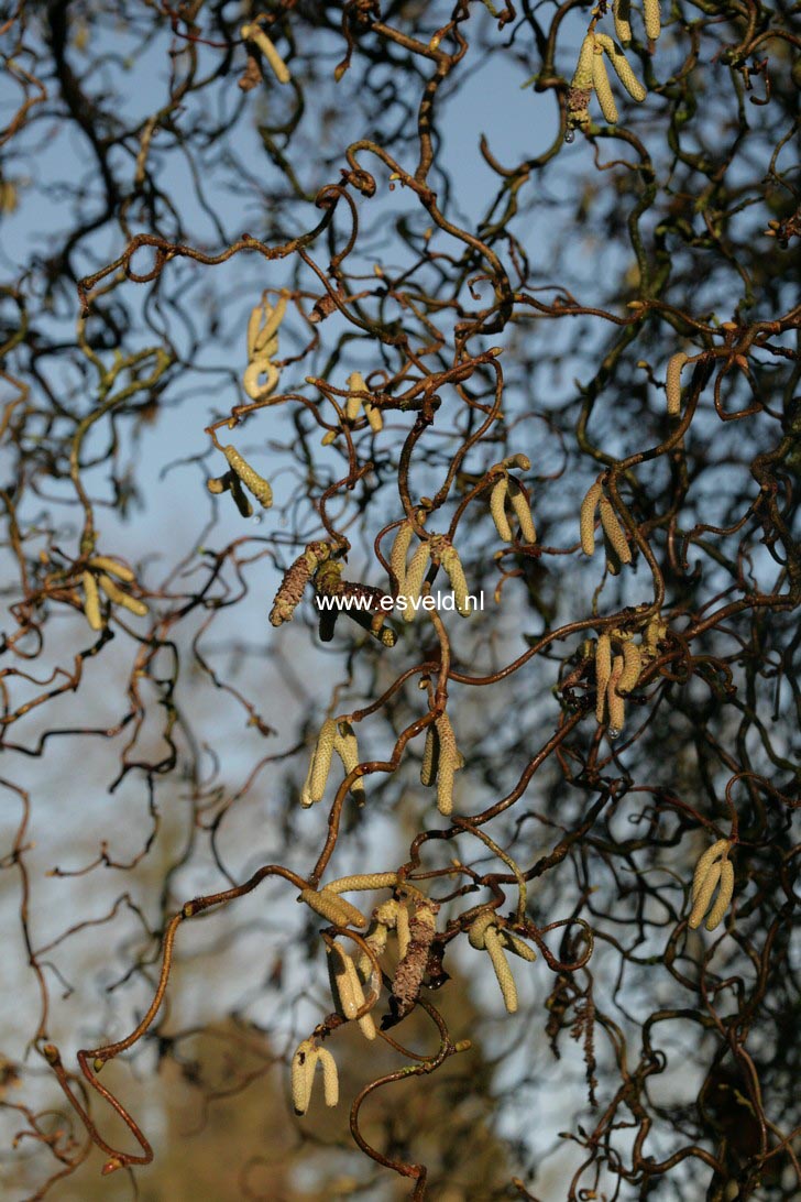 Corylus avellana 'Contorta'