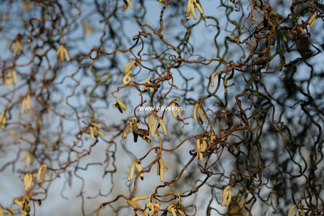 Corylus avellana 'Contorta'