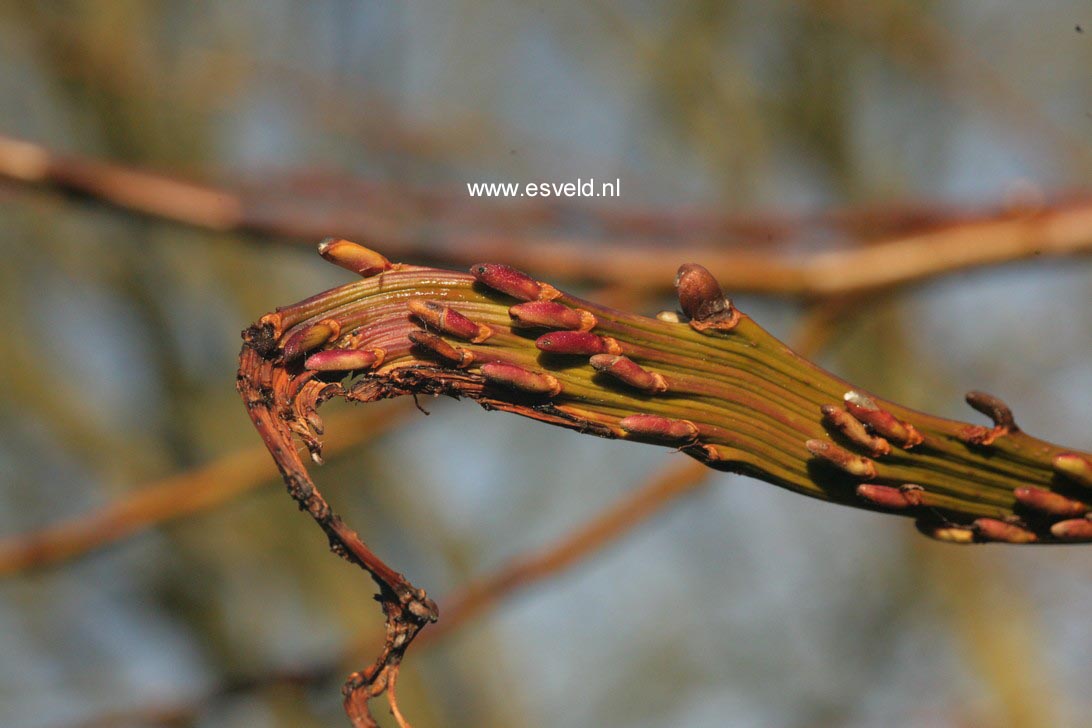 Salix udensis 'Sekka'