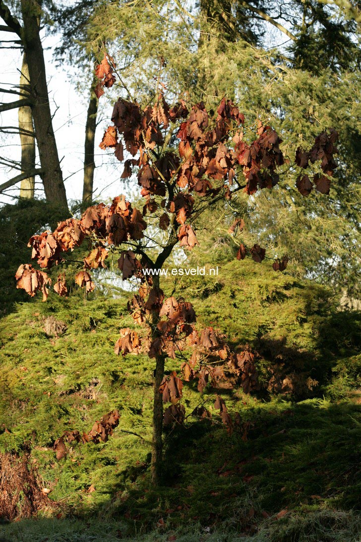 Quercus dentata