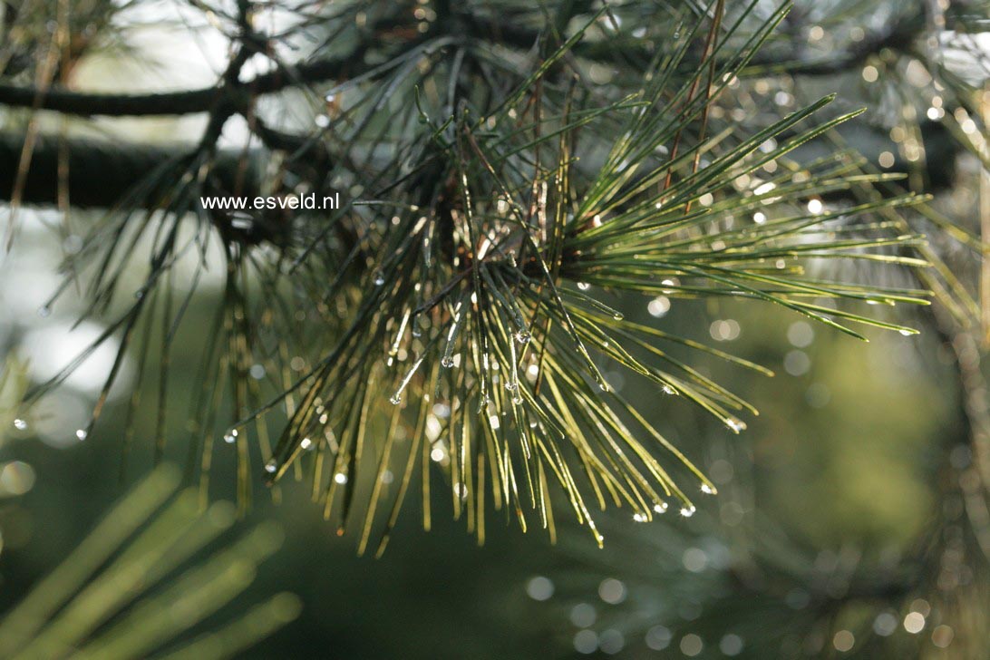 Pinus thunbergii