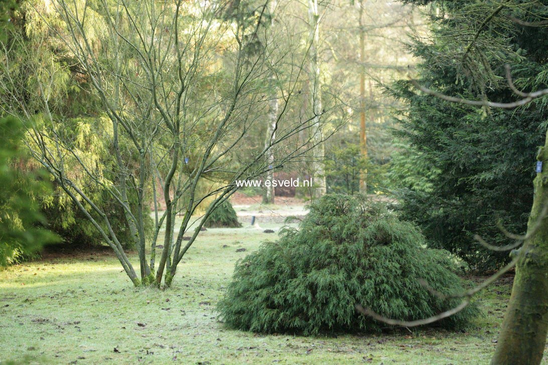 Chamaecyparis lawsoniana 'Filifera'