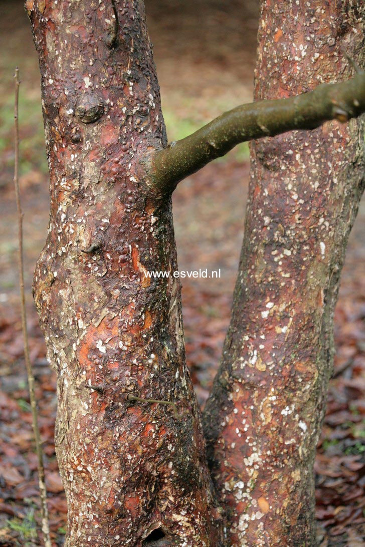 Davidia involucrata