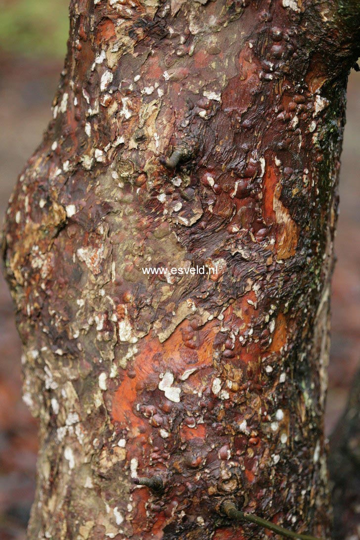 Davidia involucrata