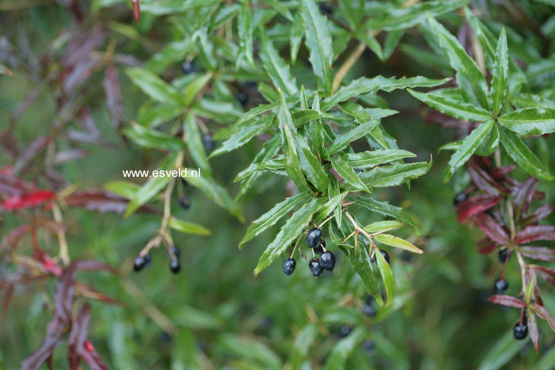 Berberis gagnepainii