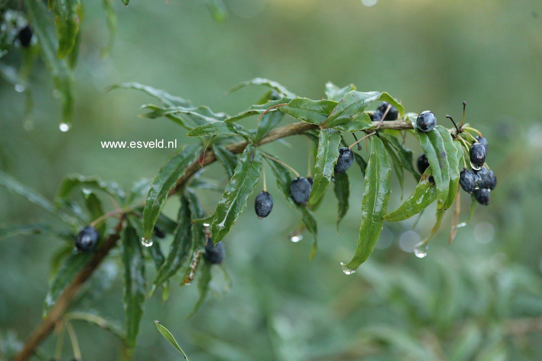 Berberis gagnepainii