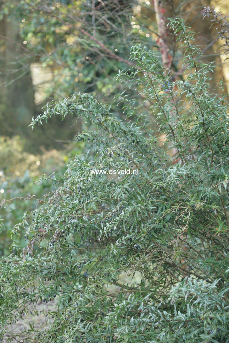 Berberis gagnepainii