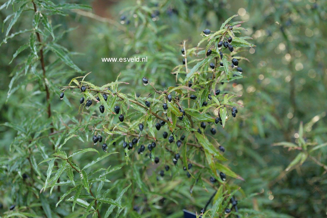 Berberis gagnepainii