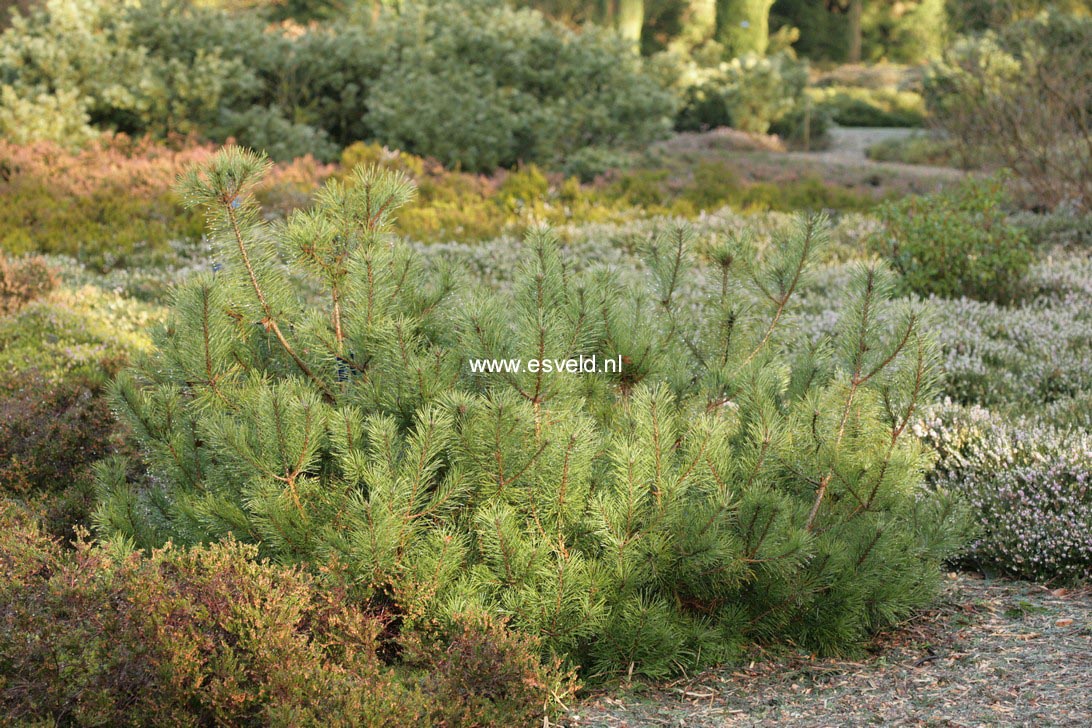 Pinus mugo 'Zundert'