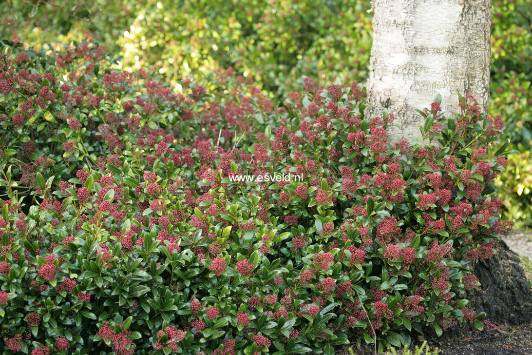 Skimmia japonica 'Rubinetta'