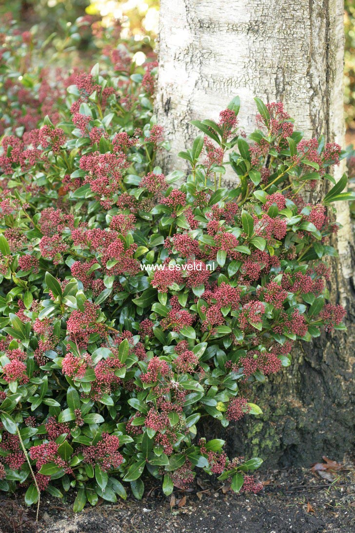 Skimmia japonica 'Rubinetta'