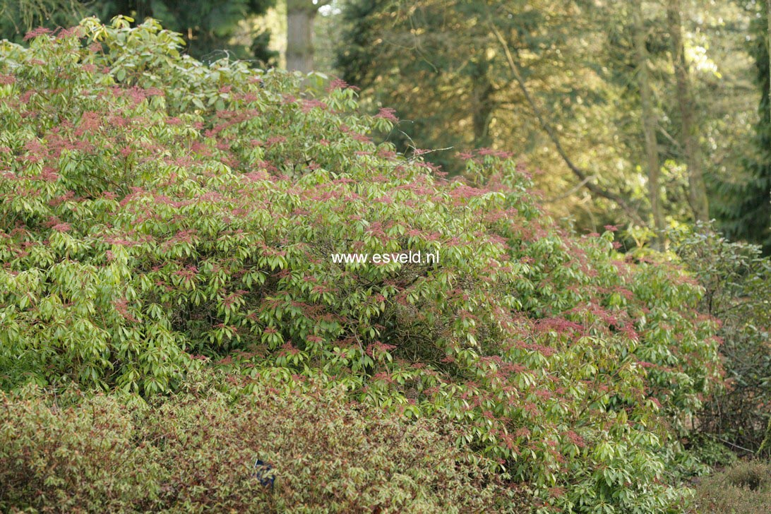 Pieris japonica 'Valley Rose'