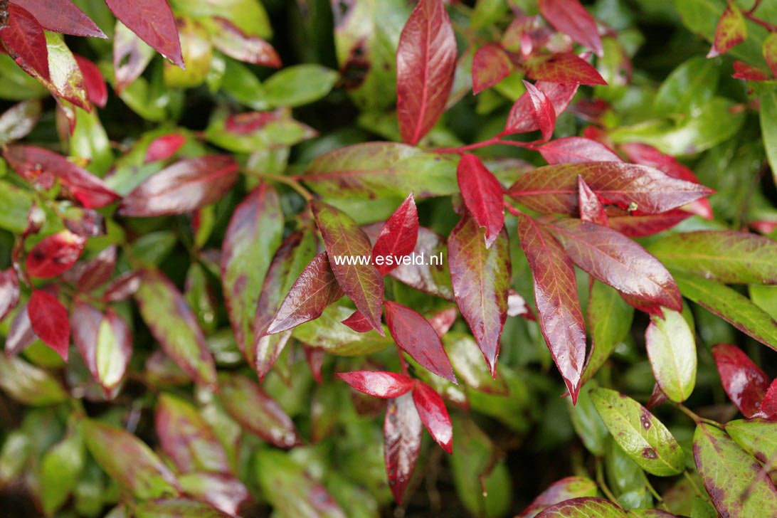 Leucothoe 'Zeblid' (SCARLETTA)